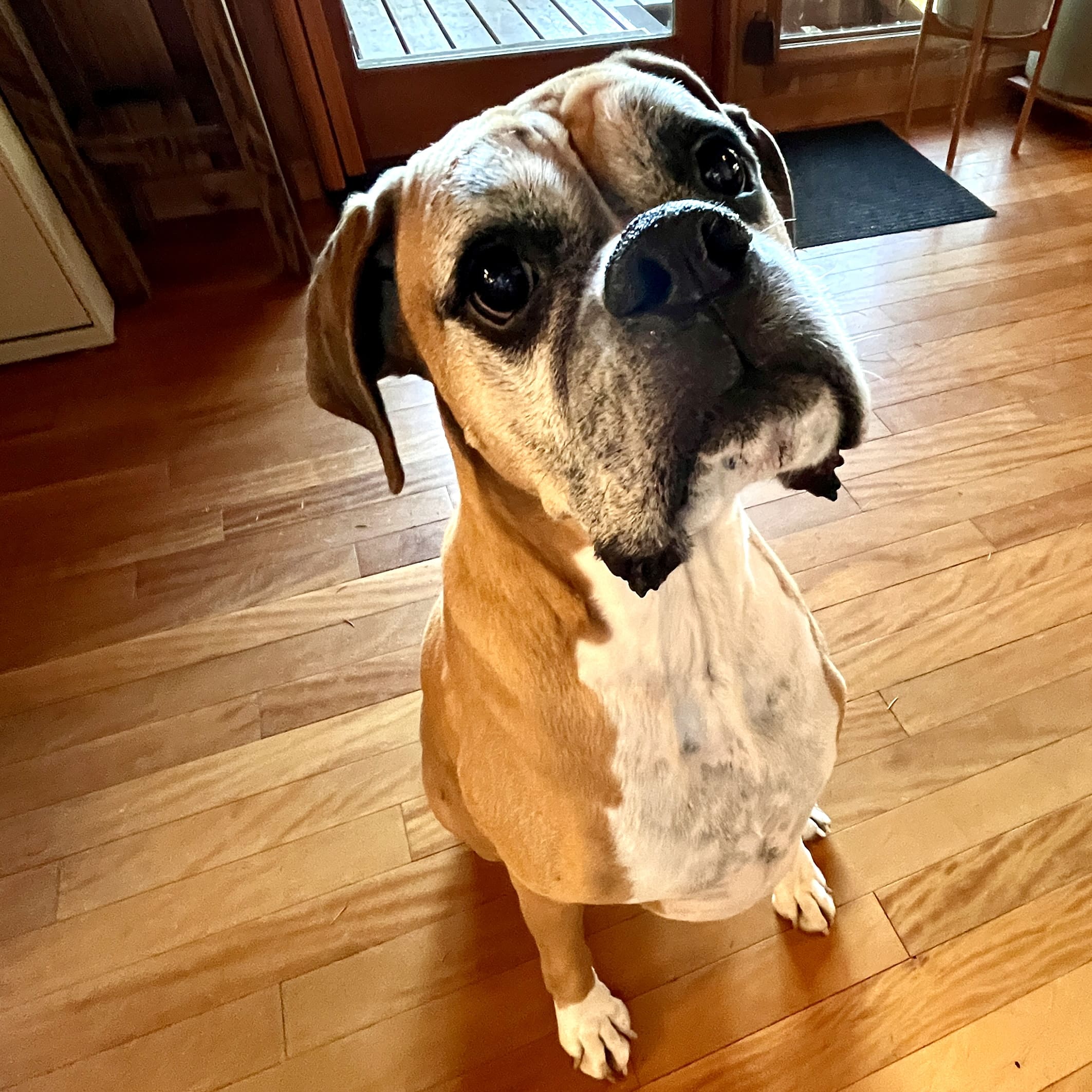 Close up image of Timber the office dog, he is such a good boy
