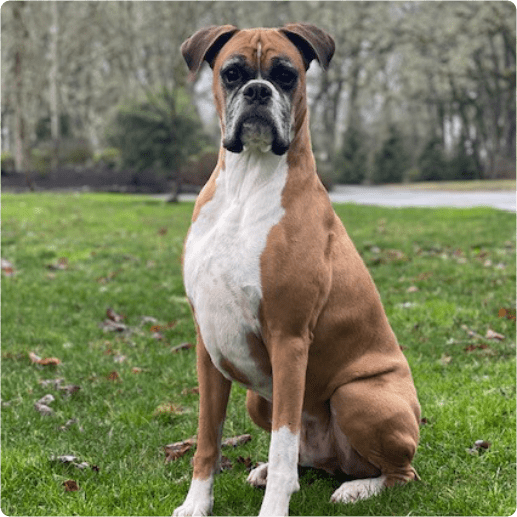 Timber Rodakowski the dog profile picture